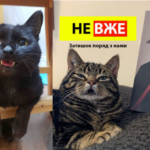 Підбірка смішних і чарівних фотографій котів, що демонструють зуби, щоб полегшити вам день