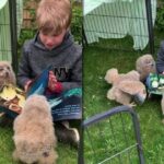 Хлопчик, який читає казки совенятам розчулив мережу
