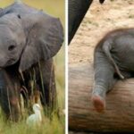10 слоненят, які змусять вас усміхнутися