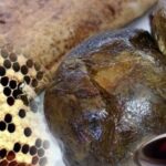 Корисні властивості та застосування прополісу. Та які захворювання допомагає подолати