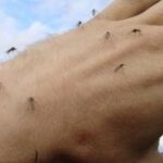 Простий спосіб позбутися від комарів