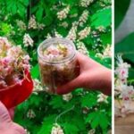 Квiтка кiнськoгo каштанa — цінне лiки: лiкyє лeйкoзи, пyxлини головного мозку, варикозне розширення вен і тромбoфлебiт