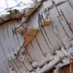 Кора берези містить протираковий бетулін — Я обираю здоров’я