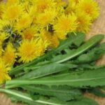 Кульбаба лікує рак, гепатит, хвороби печінки, нирок, шлунка — Ось як її приготувати
