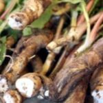 Цей український суперпродукт здивує вас своїми властивостями — Вчені виявили корінь, який вбиває ракові клітини.