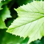 Виноградне листя — користь для здоров’я та використання