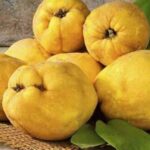 Природне лікування айвою печінки, підшлункової залози, кашлю та ін.