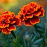 Корисно всім знати! Квіти чорнобривців здатні замінити дорогі таблетки, мазі і шампуні!