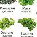 Корінь лопуха лікує від багатьох хвороб: рак, діабет, ревматизм, артрит, остеохондроз