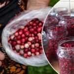 Чому ті, хто їдять журавлину, нічим не хворіють: 9 супер властивостей ягоди.Морс обожнюю!