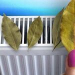 Чому завжди кладуть лавровий лист на батарею? Хитрість, щоб заощадити гроші цієї зими