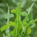 Lactuca Serriola: прихована сила колючого (дикого) салату, що росте всюди