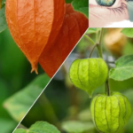 Золоті ягоди (Physalis peruviana): насичена поживними речовинами сила для здоров’я та зору