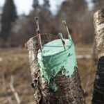 Щеплення плодових дерев навесні: терміни та способи
