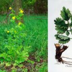 Chelidonium majus L. — Великий чистотіл: користь, застосування та запобіжні заходи