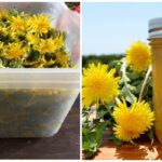 Варення з кульбаби і лимоном незвичайно смачно і корисно! Зберігай!