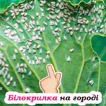 Чим потрібно обробити рослини, щоб не чіпала білокрилка. І не треба ніякої хімії