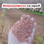 Як правильно використовувати нітроамофоску на городі: які рослини можна підживлювати нею, а які ні 10 травня 2025 р. 16:56