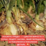 Рецепт засобу, який передають із покоління в покоління. – Новини Сьогодення