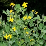 Chelidonium majus L. — Великий чистотіл: користь, застосування та запобіжні заходи
