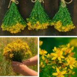 Користь звіробою (Hypericum perforatum)