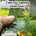 На замітку садівникам: рецепт з горілкою рятує сад від попелиці