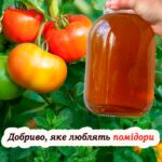 При застосуванні цього розчину розсада зацвіте швидше, а плоди будуть більшими