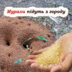 Як за допомогою пшона прогнати усіх мурах з городу. Швидкий та дієвий спосіб