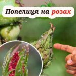 Як позбутися попелиці на трояндах. Дієві народні засоби