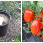 Помідори люблять таке підживлення
