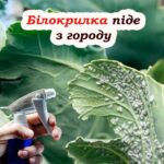 Як позбутися білокрилки без хімії. Дієві поради для захисту рослин