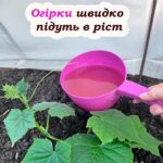 Піджива для огірків продуктом, який є на кожній кухні. Швидко підуть у ріст