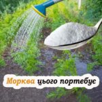 Що потрібно додати у воду для поливу моркви, щоб отримати великий врожай
