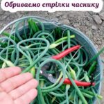 Коли обрізати стрілки у озимого часнику, та як правильно це робити