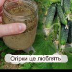 Розповідаємо як підгодувати огірки дріжджами, щоби плодоносили все літо. Дачникам на замітку