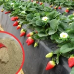 Хочете щедрий урожай восени на заздрість всім сусідам? Тоді потрібно підживити землю на городі кістковим борошном