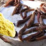 Щоб захистити від слимаків свої рослини, потрібно 2 продукти, які є на кухні у кожного