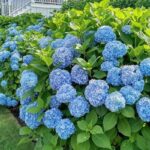 🌸 Дивовижно простий спосіб розмноження гортензії з листка — результат уже за 30 днів!