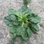 30 неймовірних переваг широколистого подорожника (Plantago Major)