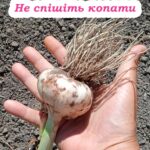 Коли викопувати часник та як правильно його просушити? Та чому не варто спішити