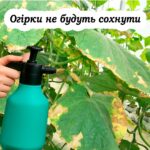 Чим обробити огірки, щоб вони не сохли, а ще довго давали врожай