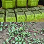 Портулак (Portulaca oleracea): суперфуд із городу — користь, застосування і де росте