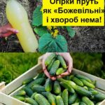 1 літр під огірки — “попруть” урожаєм і не жовтітимуть! Чим я підживлюю свої кущі, щоб збирати відра огірків