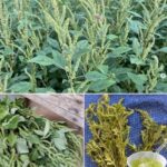 Амарант закинутий (Amaranthus retroflexus): користь, лікувальні властивості та рецепти застосування