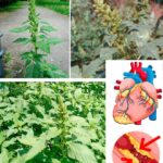Амарант запрокинутий (Amaranthus retroflexus): користь, лікувальні властивості та рецепти застосування
