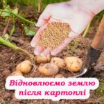 Земля буде як пух: агрономи розповіли, що посіяти після збирання картоплі, щоб відновити ґрунт 