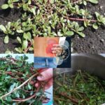 Портулак (Portulaca oleracea): суперфуд з городу — користь, застосування та де росте