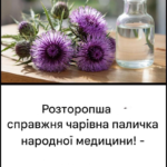 Розторопша – справжня чарівна паличка народної медицини