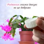 Щоб декабрист гарно квітнув усю зиму, його потрібно підгодувати цим розчином