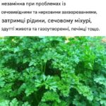 Рослини та харчові добавки: піклуйтеся про свої нирки